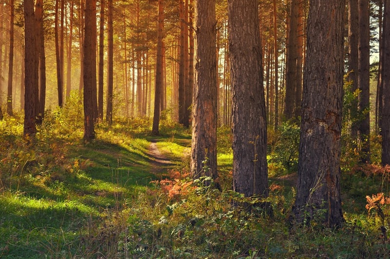 Forest Path