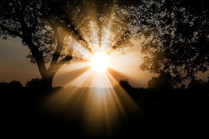 Sunlight Through Trees